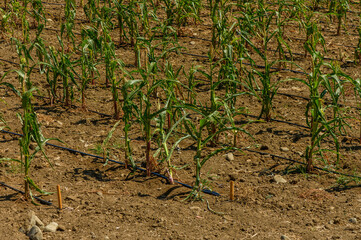 Drip irrigation system in sustainable corn farming