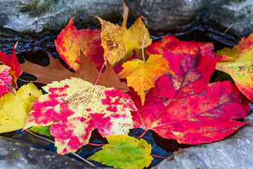 Autumn Leaves in Bird Bath