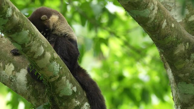 Coati - licking fur coat. Costa Rica wildlife. Coati in treehabitat. White-nosed Coati, Nasua narica, in the nature habitat. Animal from tropical forest. Wildlife scene from the nature, cute animal.