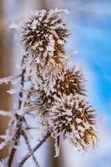 Hoarfrost on Plant in Winter