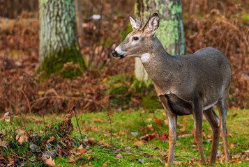 Deer in the Woods