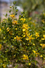 yellow flowers in the garden