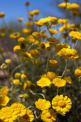Obraz premium yellow flowers in the garden