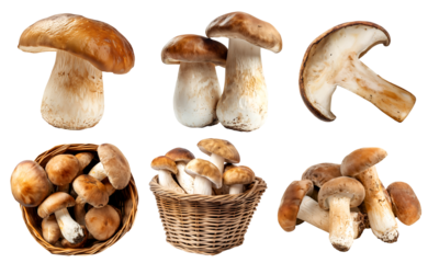 Porcini Boletus Edulis Penny mushrooms fungus fungi vegetable, many angles and view side top front basket slice isolated on transparent background cutout, PNG file. Mockup template for artwork design