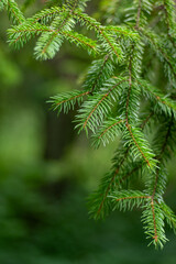 Pine trees. Green background. Christmas tree needles nature
