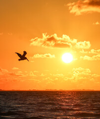 silhouette of a pelican over the water at sunset