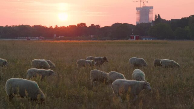 sunrise sheep Tempelhofer Feld construction Berlin 4K
