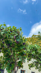 Fototapeta premium Close-up of green leaves and vines in a garden setting