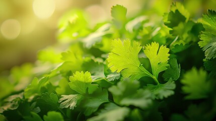  Green plant in sunlight with leaves shining through