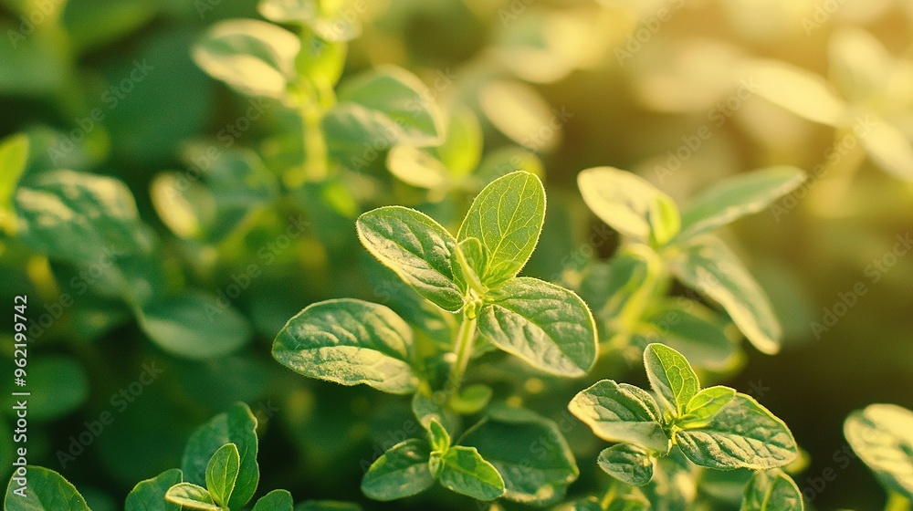 Sticker   Close-up of a small green plant with leaves on its stems, sun shining in the background