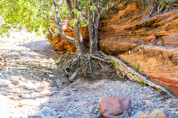 Tree roots clinging to a sandstone cliff in Pine Creek.
