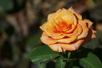 orange rose 