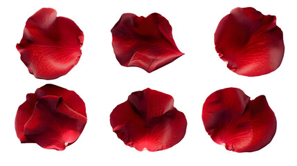 Red rose petals isolated on a white background