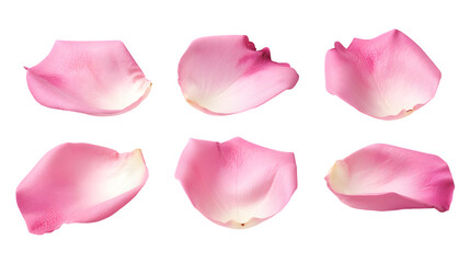 Pink rose petals isolated on a white background
