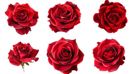 Red rose set isolated on white background