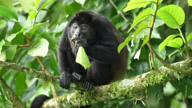 Costa Rica wildlife. Mantled Howler Monkey Alouatta palliata, in nature habitat. Black monkey sitting in the forest. Animal in Costa Rica national park, Braulio Carrillo National Park, monkey forest.
