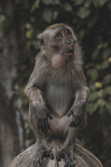 monkey close up at a temple