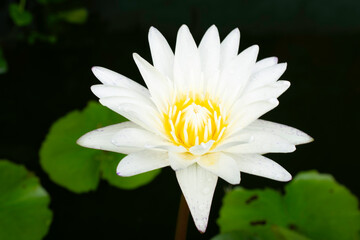 Blooming White and Purple Thai Lotus