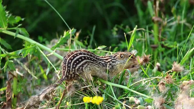 13 Lined ground squirrel