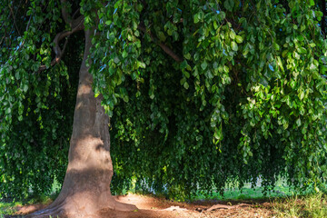  Large tree in  city park. Branches with green leaves hang down to  ground