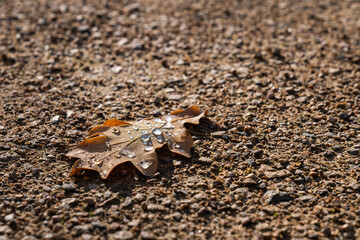 Dry oak leaf with dewdrops lying on ground