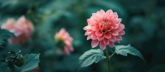 Isolated Big Pink Dahlia Flower In A Garden