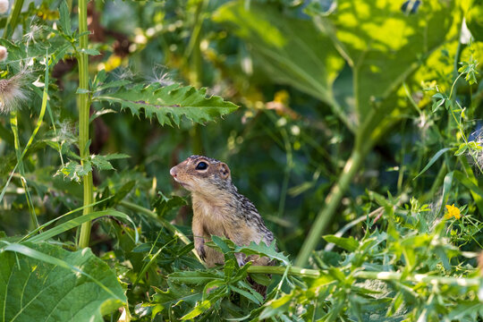 13 lined ground squirrel 