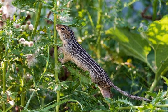 13 lined ground squirrel 