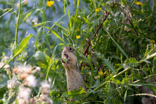 13 lined ground squirrel 