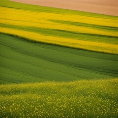 Fototapeta premium green field and yellow flowers
