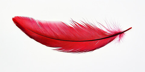 A vibrant crimson feather with smooth textures and gentle curves, its fine details perfectly visible against the white background.