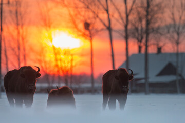 Żubr europejski zimą © Michal Przystas