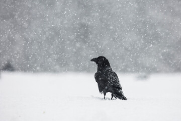 Kruk © Michal Przystas