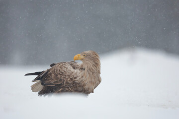 Bielik, orzeł bielik © Michal Przystas