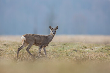 Sarna europejska © Michal Przystas