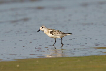 The sandpiper searches for food on the coast against the backdrop of beautiful waves. The sanderling (Calidris alba) is a small wading bird.