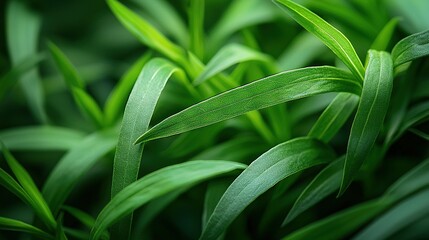 Fototapeta premium A sharp focus on a lush green plant with glistening water droplets on its leaves, set against a softly blurred background