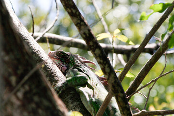 Iguana in St. Thomas Tree