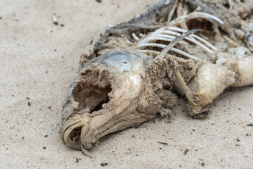 Skeleton of dead fish lying washed up on sandy beach. Decaying fish on the river shore. Bones and fossil animal.