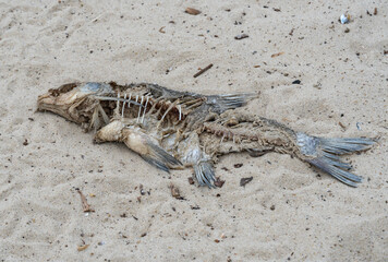 Skeleton of dead fish lying washed up on sandy beach. Decaying fish on the river shore. Bones and...