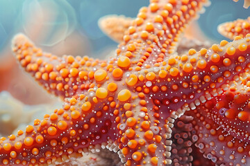 starfishes, Sea stars. Chinese fastfood in the center of Beijing.