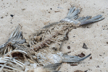 Skeleton of dead fish lying washed up on sandy beach. Decaying fish on the river shore. Bones and...