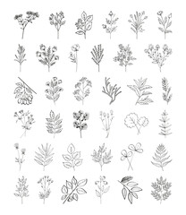 Fototapeta premium Big set autumn summer spring twigs of wild plants with flowers, leaves and buds drawn by hand with one line. Flat doodle style. Vector illustration.