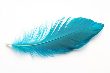 A vibrant turquoise feather with sharp, intricate barbs, floating gracefully against a clean white backdrop.
