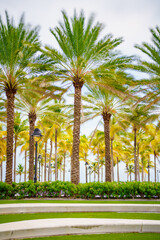 Fototapeta premium Tropical palms in the park, Fort Lauderdale Summer scene 2024