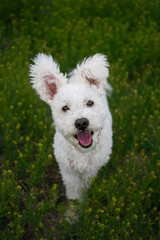 pumi dog in a field of flowers