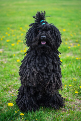 puli dog sitting pretty