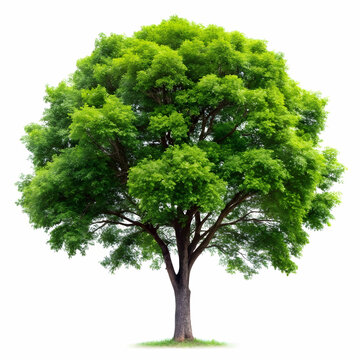 isolated tree on white background