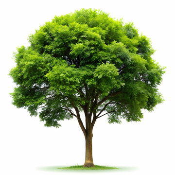 isolated tree on white background