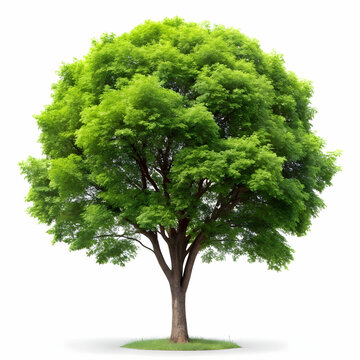 isolated tree on white background